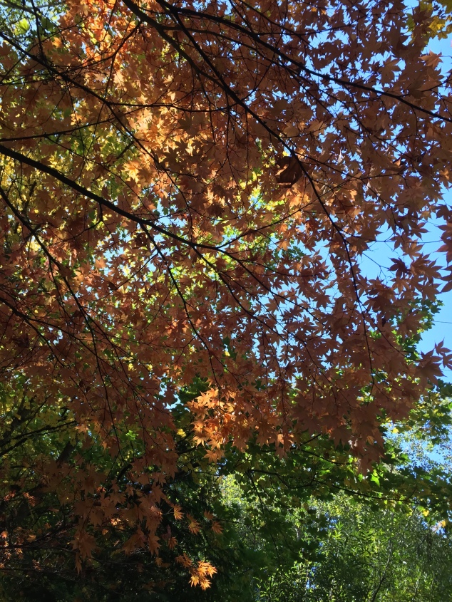 orange fall tree